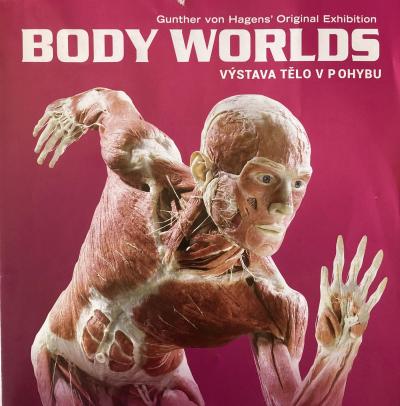 Objevování lidského těla naživo na výstavě Body Worlds