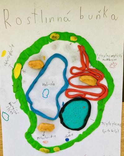 Buňky, viry,  bakterie a houby