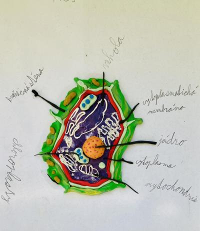 Buňky, viry,  bakterie a houby