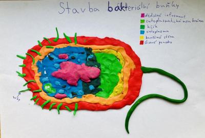 Buňky, viry,  bakterie a houby